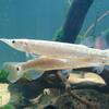 ミドリフグの飼育法 淡水で飼育可能 餌 大きさ 混泳など ａｂｙの熱帯魚図鑑