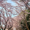 茅ヶ崎市中央公園の桜見てきた！2022