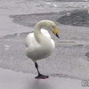 氷の上のハクチョウ 富山