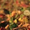 秋の線香花火