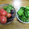 【隠居の家庭菜園　収穫　8/29】