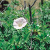 万葉集の世界に飛び込もう（その３３５１）―万葉一日一葉　「植物で見る万葉の世界」（國學院大學「万葉の花の会」発行）より」―かほばな［ヒルガオ］