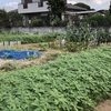 7月某日に収穫したトウモロコシを早速茹でて食べてみた