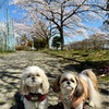 今年初の桜ショット