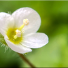 春の花と２月の出張所便り