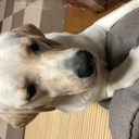 栃木県宇都宮市盛り上げタイ