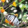 「旅するチョウ」維和島に飛来【ほっとフォト】