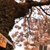 廃線跡の伐採予定桜他