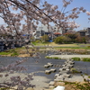 デジカメ徒然草　京都桜散歩