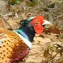 マチ中で鳥を探して（旧：韓国で．．．鳥を見て、マチを見て）