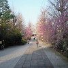 諏訪山吉祥寺の桜