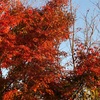 長瀞の宝登山で紅葉を堪能！お風呂は西武秩父の「祭りの湯」