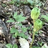 北大植物園　ふしぎな実がもうひとつ