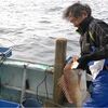 伊勢志摩の釣り、大タイ、青物釣り、大漁