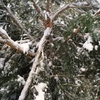 外は雪　足元にはコロ助