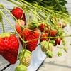 完熟いちご🍓狩り情報５月１９日(土)☘️開園日です‼️