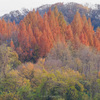 夕方からの多摩川さんぽと多摩の紅葉