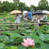 埼玉・行田　古代ハス見ごろ　大型古墳にも登った