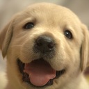 犬と暮らす