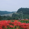 彼岸花ツーリング。