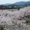 　錦帯橋の桜