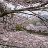 桜満開、途中も霊園もきれいだった
