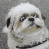 犬の鼻ぺちゃ展　最終回！