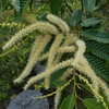 Castanea crenata　クリ