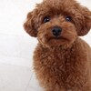 What Pet Does Japanese Want to have? 10 Most Popular Pet in Japan