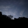 夜の森