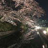 高崎公園の桜