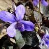 ビオラ・ラブラドリカ★寒さの中で咲く花たち