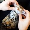 【かわいい】ベンガルの子猫、マッサージされて気持ち良いヨーダ【動画】