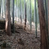 竹やぶと藤棚　新治市民の森