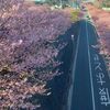 【神奈川県三浦市  三浦海岸の河津桜】早い春の訪れを満喫  満開の河津桜と菜の花を見に行こう