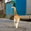 八重山諸島のねこさん