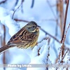 今日の野鳥　アオジ