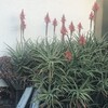 Aloe