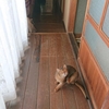 魅惑のおでこ