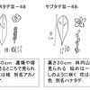 イヌタデとハナタデ（ヤブタデ）と黒米のこと