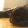 今日の黒猫モモさんの動画ー４４３