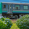 東八尾のアジサイロード
