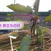 ナス【真黒早生茄子】の定植・植え付け～時期設定やコンパニオンプラントの使い方は？？～ベジヲタ畑Day51