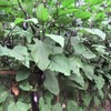 ナスは旺盛で支柱を最大限まで上げる