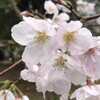 春の雨の下の桜と、別れについて。