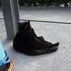 野良猫(4)(その5)