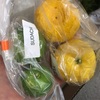 【Suzuki Farm】お正月用に日本的な野菜を取り寄せてみました