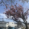 八重桜