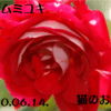 2010/06/14　マダムミユキ　ついに咲く！！