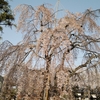 昨日桜満開だったらしいね